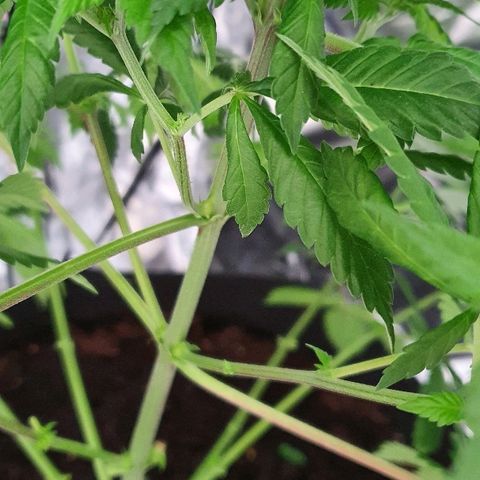 Auto White Widow growlog timeline photo