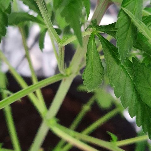 Auto White Widow growlog timeline photo