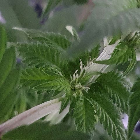 Auto White Widow growlog timeline photo