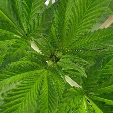 Auto White Widow growlog timeline photo