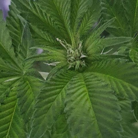 Auto White Widow growlog timeline photo
