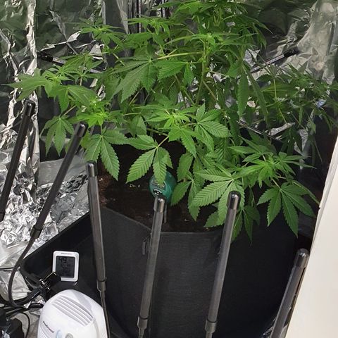 Auto White Widow growlog timeline photo