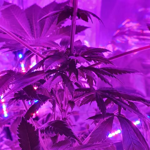 Auto White Widow growlog timeline photo