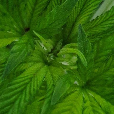 Auto White Widow growlog timeline photo