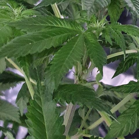 Auto White Widow growlog timeline photo