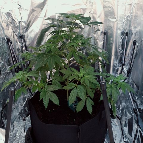 Auto White Widow growlog timeline photo