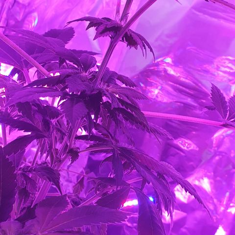 Auto White Widow growlog timeline photo
