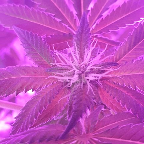 Auto White Widow growlog timeline photo