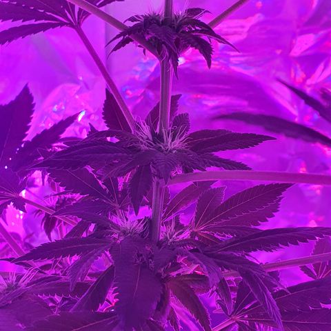 Auto White Widow growlog timeline photo