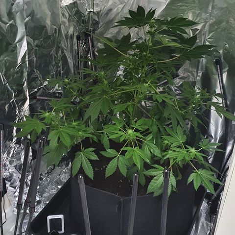 Auto White Widow growlog timeline photo