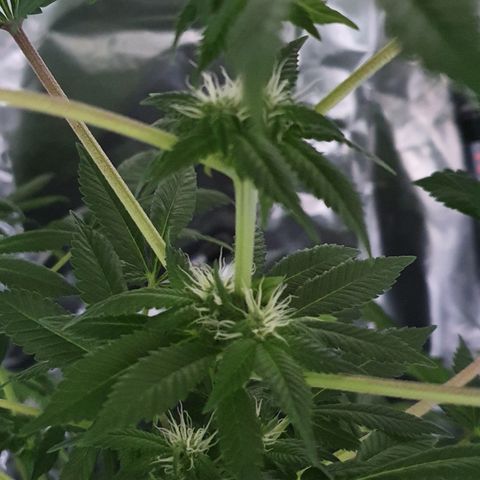 Auto White Widow growlog timeline photo