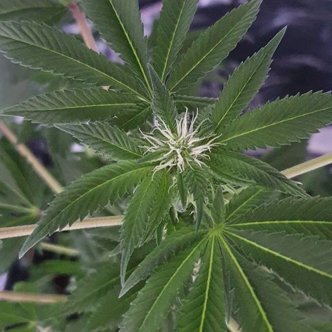 Auto White Widow growlog timeline photo