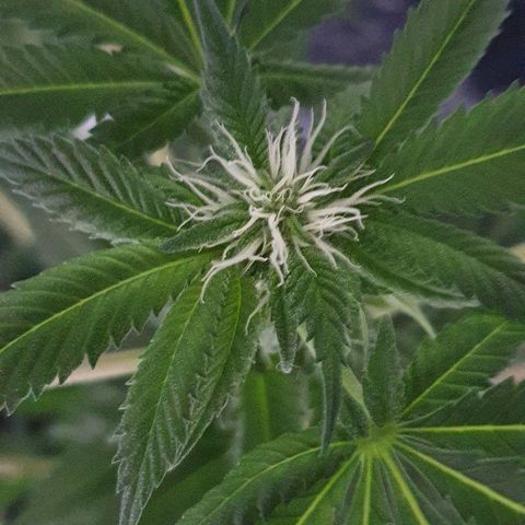 Auto White Widow growlog timeline photo