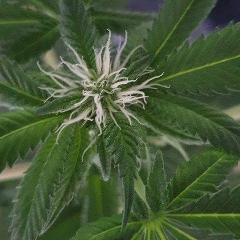 Auto White Widow growlog timeline photo