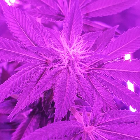 Auto White Widow growlog timeline photo