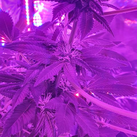 Auto White Widow growlog timeline photo