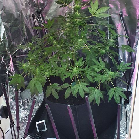Auto White Widow growlog timeline photo