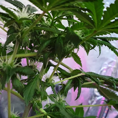 Auto White Widow growlog timeline photo