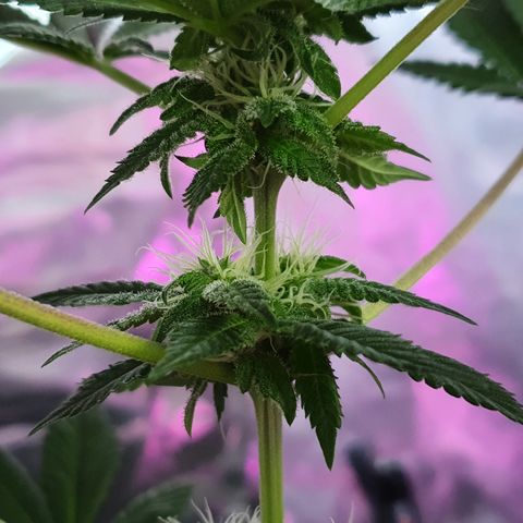 Auto White Widow growlog timeline photo