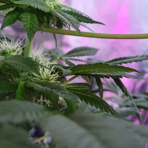 Auto White Widow growlog timeline photo