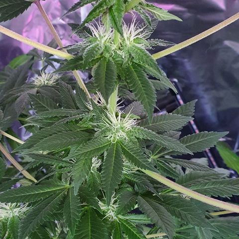 Auto White Widow growlog timeline photo