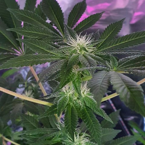 Auto White Widow growlog timeline photo