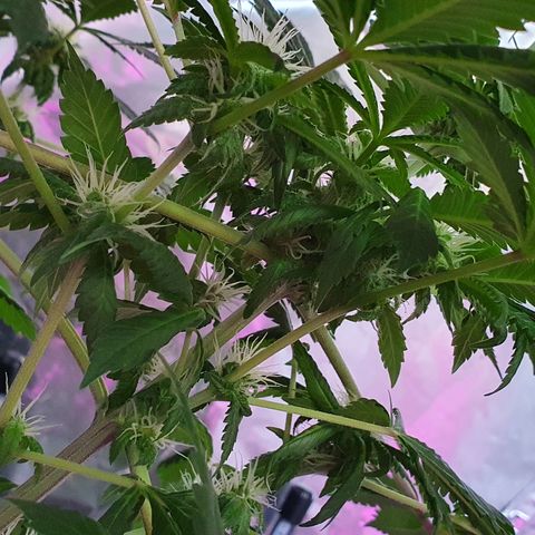 Auto White Widow growlog timeline photo