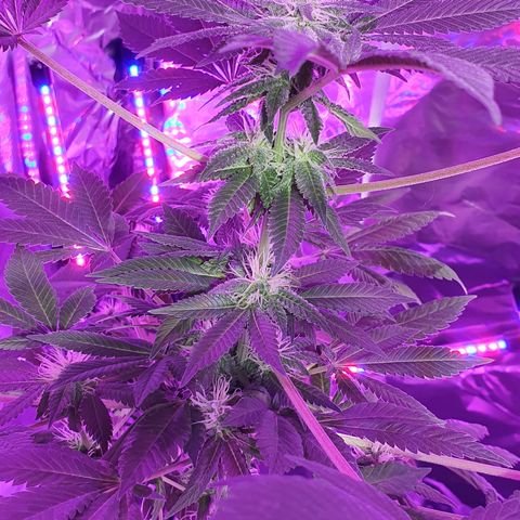 Auto White Widow growlog timeline photo