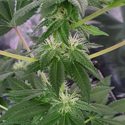 Auto White Widow growlog timeline photo