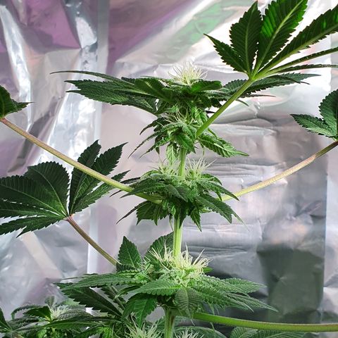 Auto White Widow growlog timeline photo