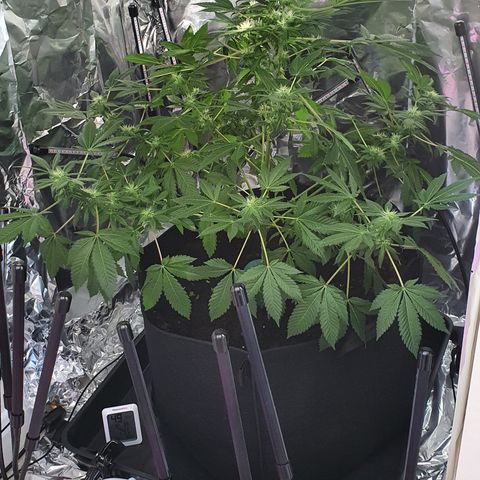 Auto White Widow growlog timeline photo