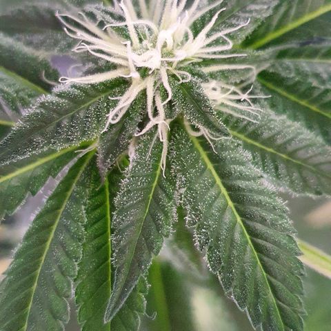 Auto White Widow growlog timeline photo