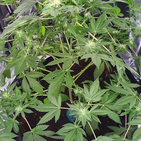 Auto White Widow growlog timeline photo