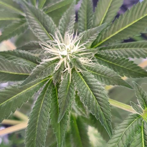 Auto White Widow growlog timeline photo
