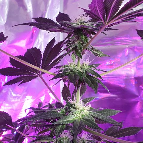 Auto White Widow growlog timeline photo