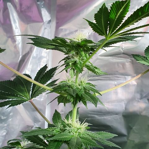 Auto White Widow growlog timeline photo