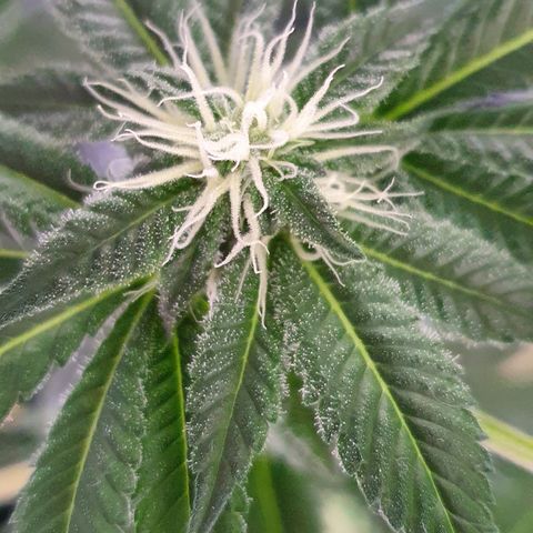 Auto White Widow growlog timeline photo