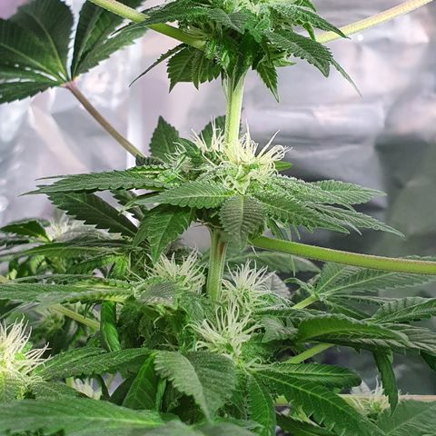Auto White Widow growlog timeline photo