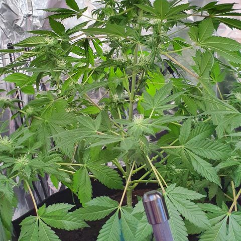 Auto White Widow growlog timeline photo