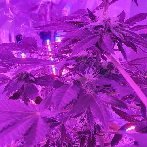 Auto White Widow growlog timeline photo