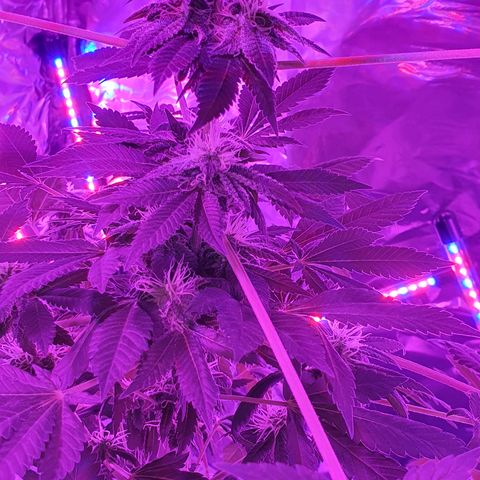 Auto White Widow growlog timeline photo