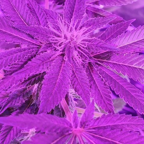 Auto White Widow growlog timeline photo