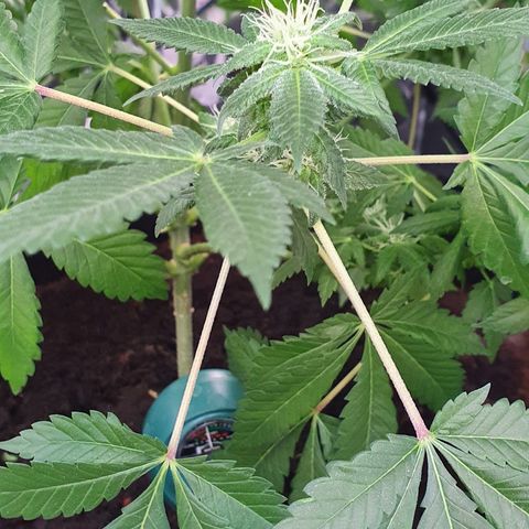 Auto White Widow growlog timeline photo