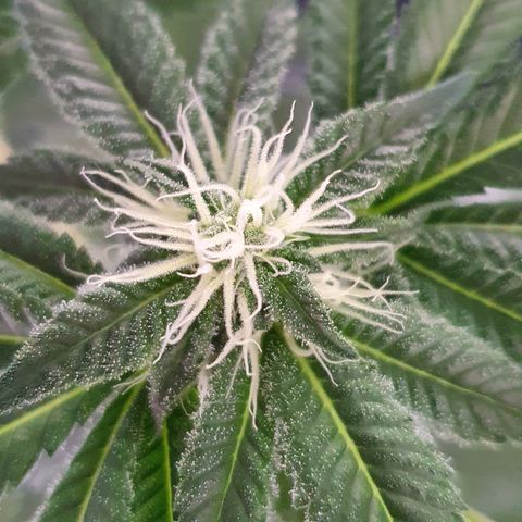 Auto White Widow growlog timeline photo