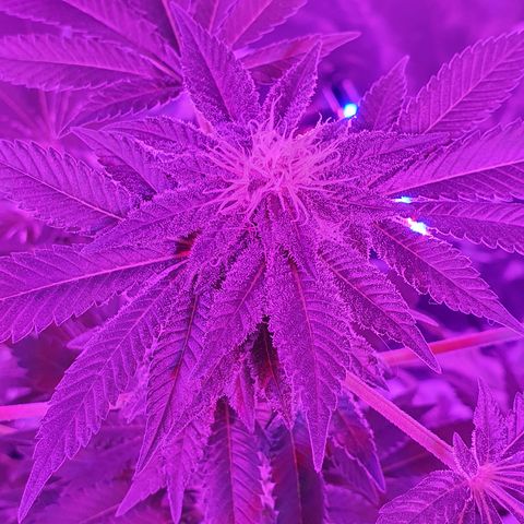 Auto White Widow growlog timeline photo