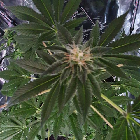 Auto White Widow growlog timeline photo