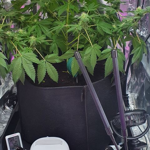 Auto White Widow growlog timeline photo