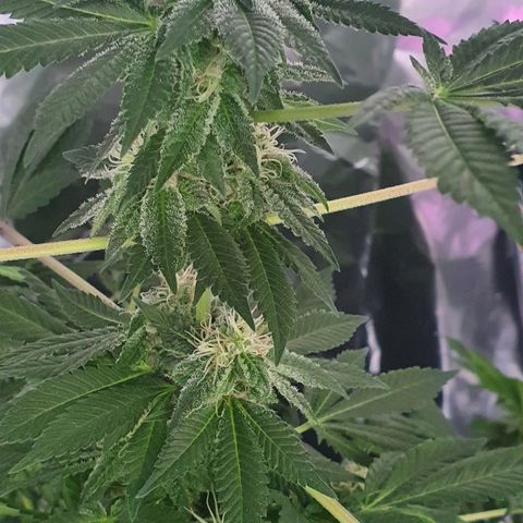 Auto White Widow growlog timeline photo