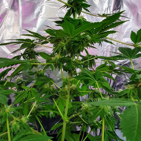 Auto White Widow growlog timeline photo