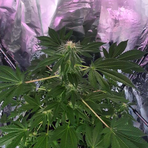 Auto White Widow growlog timeline photo